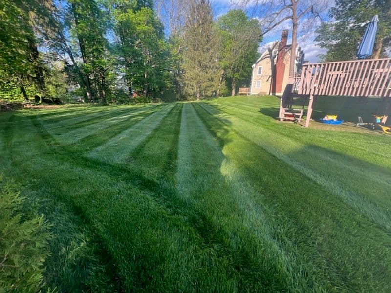 Gallery photos for Transformative Lawn Care in Action: Image #1